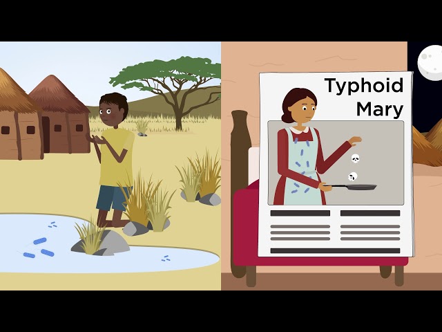 How does typhoid hijack human cell biology?
