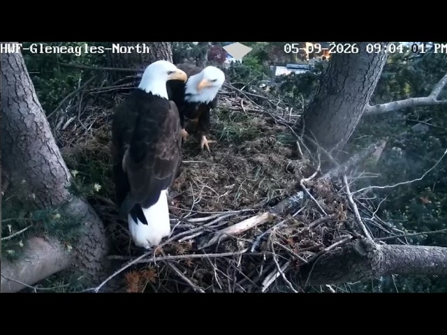 More Nest Work at Gleneagles