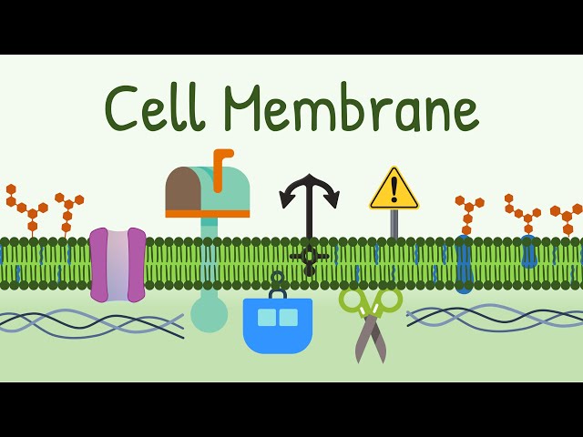 Cell Membrane Structure & Functions || Membrane Lipids, Membrane Proteins and Carbohydrates