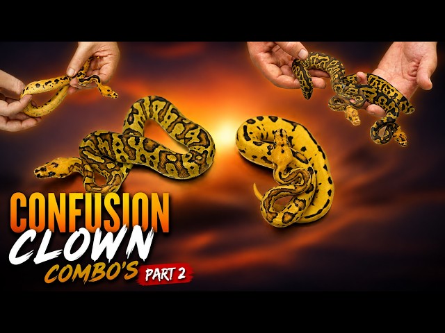 These Confusion Clown Combos Are NEXT LEVEL! 🔥🐍