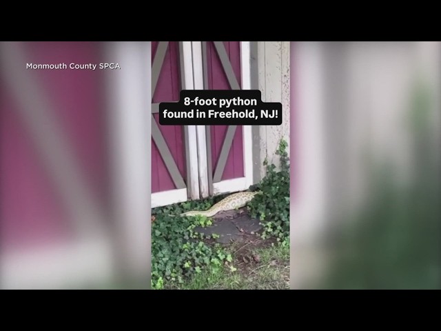 8-foot Burmese python found in New Jersey family's backyard