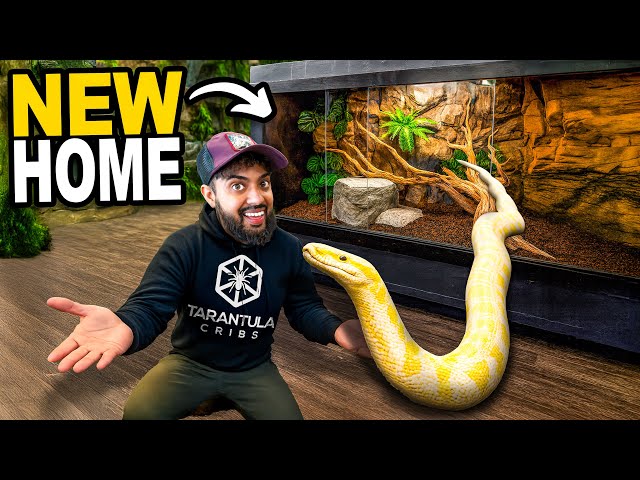 Giant Snake Gets Giant New Home!