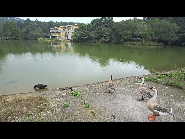 20250817｜苗栗南庄旅遊｜參山國家風景區-向天湖｜天然鵝叫蟬叫聲