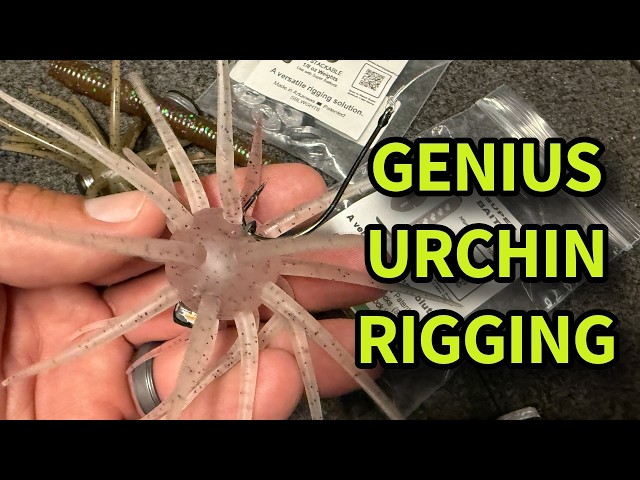 Super Baitlock Review for Coike & Urchin Baits