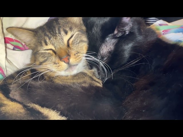 Six seconds of snuggles. #catsiblings #cat #catcute #catcuddle #aww #tabbycat #voidcat #purr