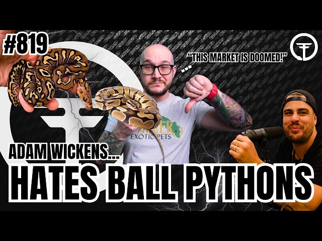Adam Wickens DESTROYS The Ball Python Market | Trap Talk With MJ Ep.819