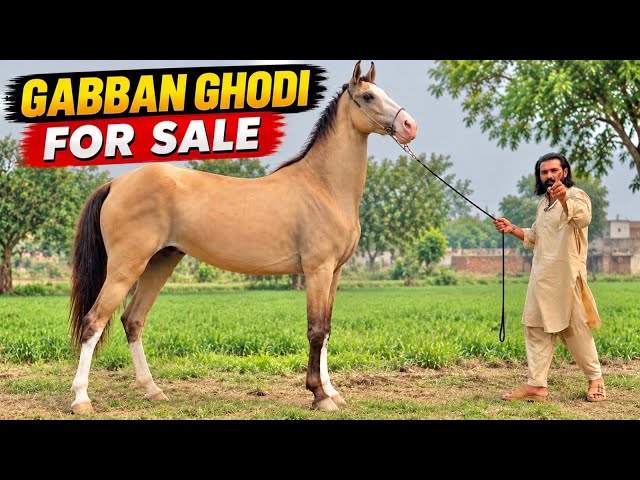 For Sale: Exclusive Pregnant Champion Mare | Global Rare Horse Auction Opportunity