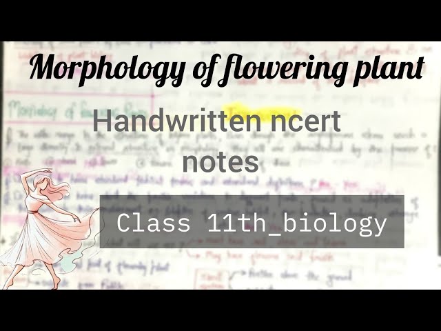 Class 11th biology / Morphology of flowering plants/ NEET ncert notes 