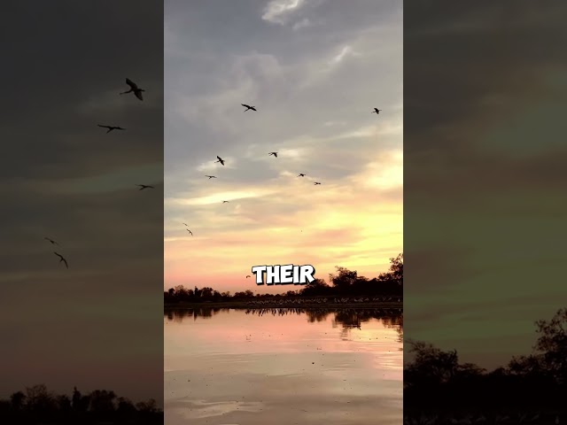 🌊 Chad Lake: The Iconic Lake That Named a Nation! #chad #tchad #africa #african #lake #freshwater 05