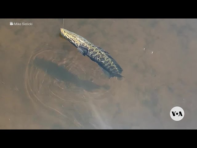 Snakehead fish: The invasive species disaster that wasn’t | VOANews