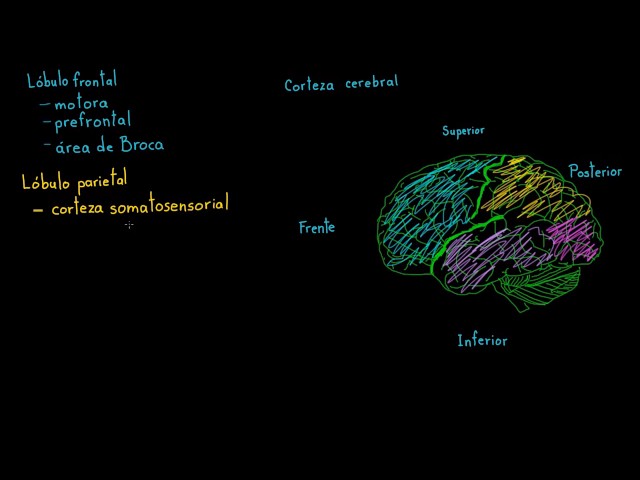 Review of the Functions of the Cerebral Cortex | Biology | Khan Academy in Spanish
