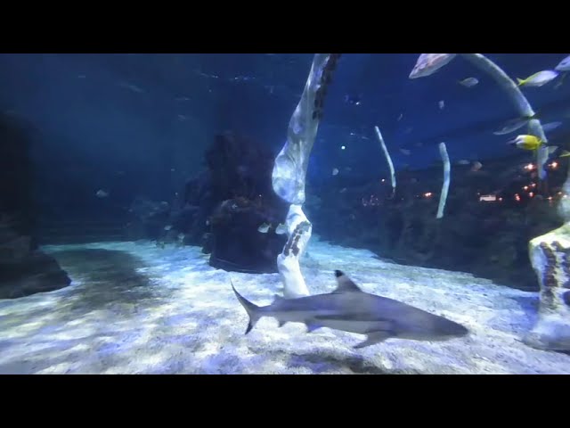 VR 3D Swimming with sharks - Bear Grylls Adventure Birmingham