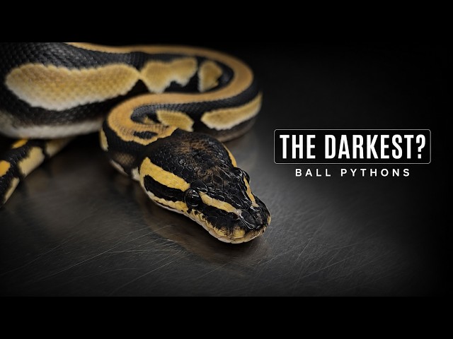 Chasing the Perfect Dark Ball Python!