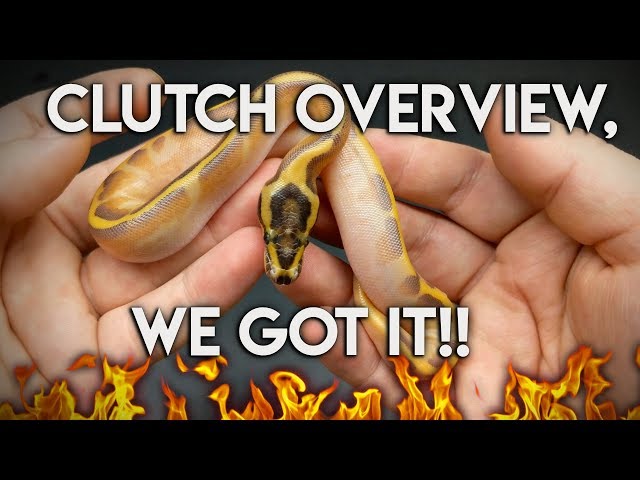 Clutch Overview- Enchi Yellow Belly x Asphalt Pied!!!