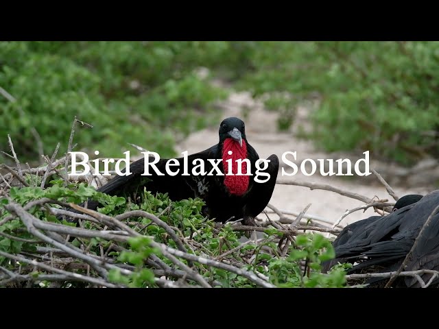 Bird Sound for Relaxing | Stress Relief | Soothing Music | positive vibes | Morning Music | Calm