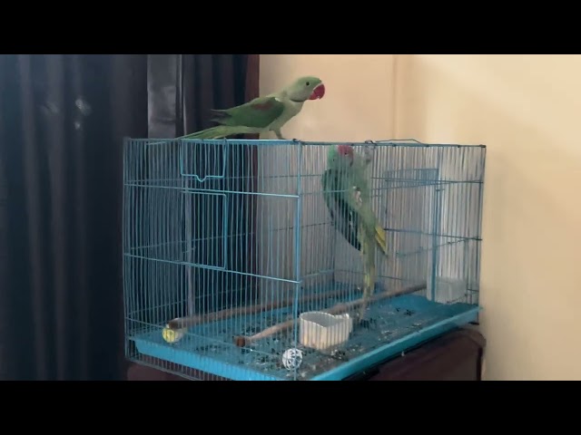 mitthu parrot
