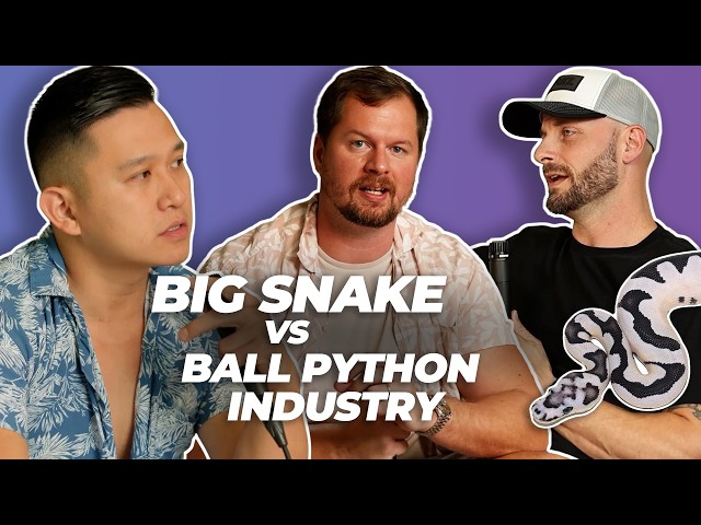 Insane Reality of Big Snake vs. Ball Python Markets | #ballpython #snake #reptiles