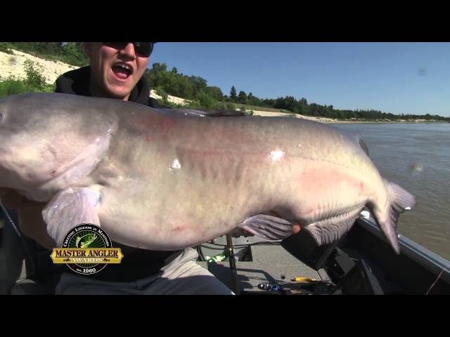 Giant Channel Catfish Fishing in Manitoba - Manitoba Master Angler Minute