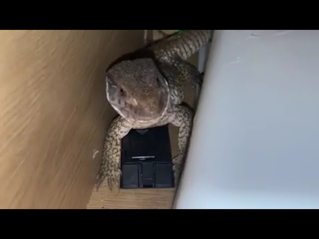 taming Rex the baby bosc monitor