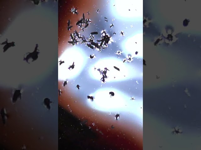 V1's crystalline biosphere in construction