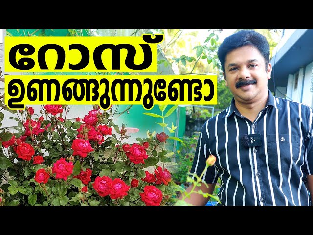 റോസിന് വാം /VAM കൊടുത്തുനോക്കൂ ഏത് ഉണങ്ങിയ റോസും കാട് പിടിച്ച് വളരും | Powerful Rose Plant Care Tips