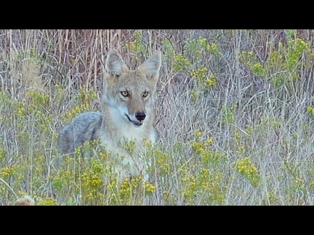 MFK Game Calls - Coyote Hunting in Texas with Sterling and Parker -  4K