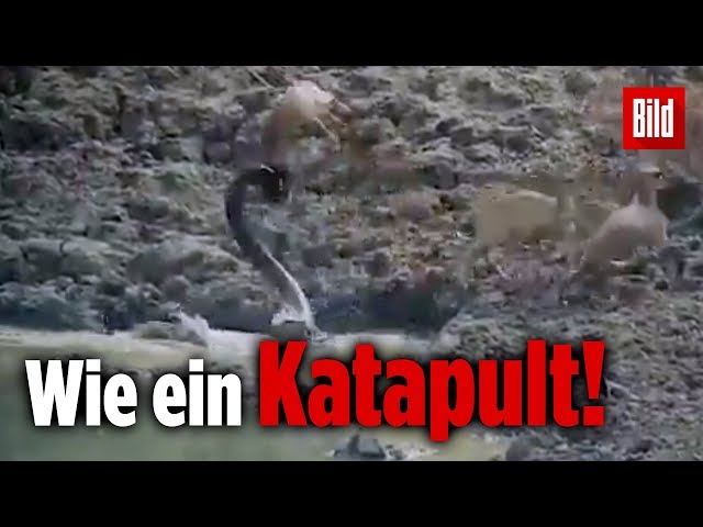 Python schnappt sich Reh von Ufer