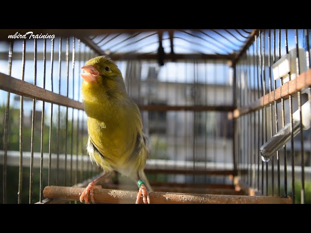 Conoce la OLAF !! El Canario Timbrado Español - Canario Training Song