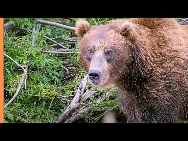 Bears of the World: 8 Species from Grizzlies to Giant Pandas | Wildlife
