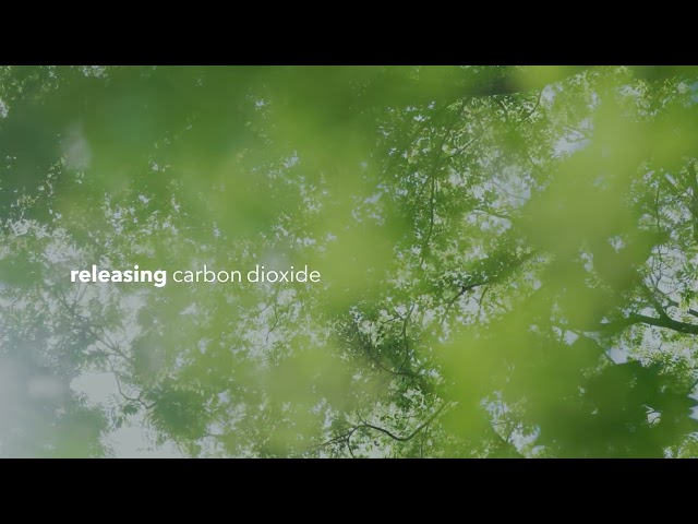 Moment of Calm - The Big Breath