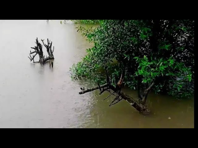 Relaxing Rain Sounds 🌧️ | Natural Rain Ambience for Sleep, Study & Relaxation