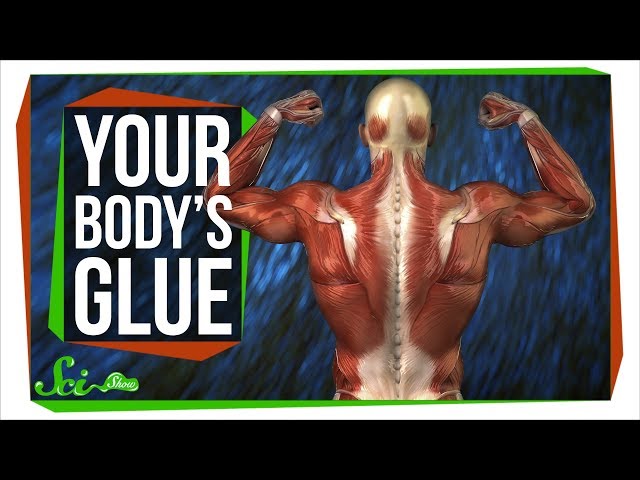 Fascia: The Body's Remarkable, Functional Glue
