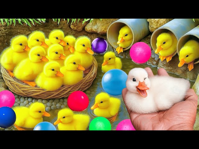 Finding cute ducks, Ducks swimming, catching geese, Ducks, colorful fish, and chickens