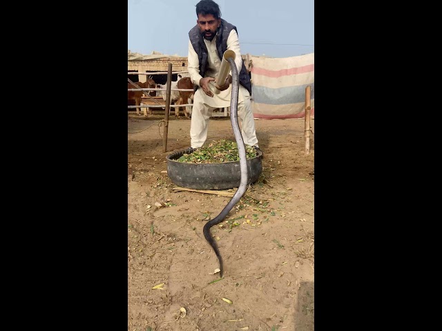 Amir Abbasi 7292 Live Stream