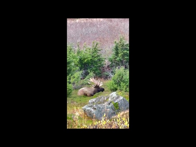 TWA.S1: COZYTOWN, COHAB: bull moose, the wedge, 101225