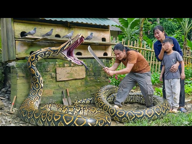 Giant Python Found Attacking Goat Pen , Traditional Vietnamese wine making process | SURVIVAL ALONE