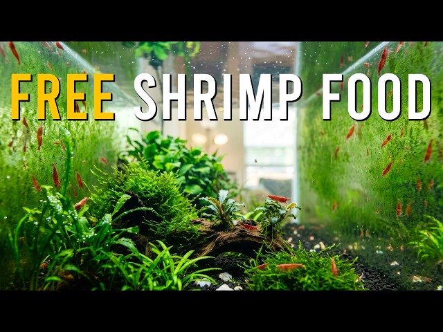 How To GROW A Green Wall In Your Aquarium For Your Shrimp