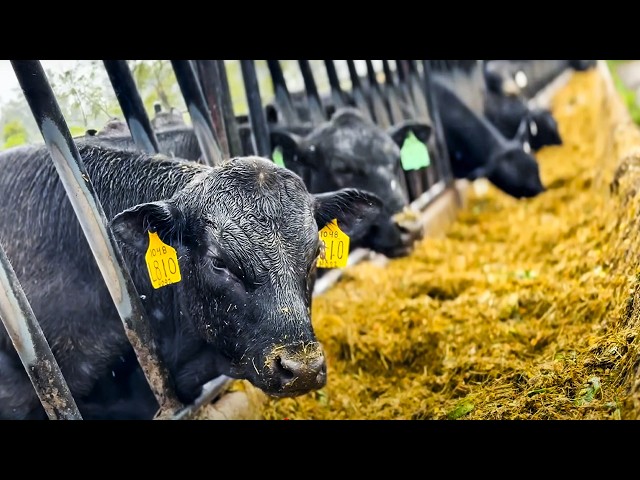 HE FEEDS WATERMELON AND MANGO TO HIS ANGUS: A THIRD THE COST OF CORN SILAGE - MARYLAND 🇺🇸