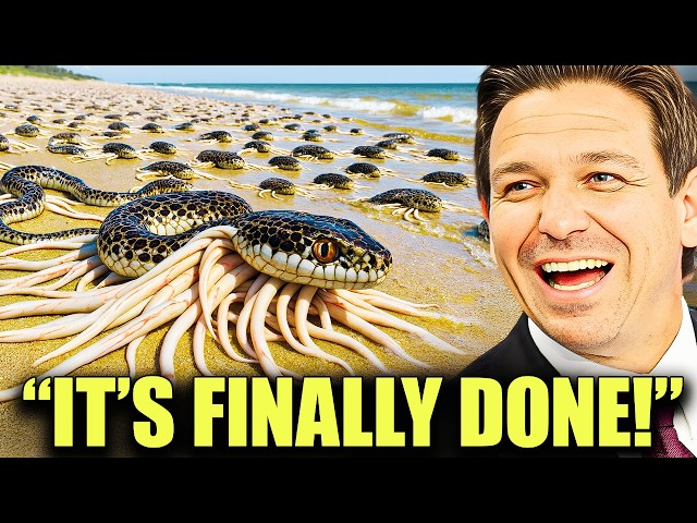 Everyone Laughed At Florida For Releasing THOUSANDS Of Snake-Killing Creatures, Truth Will STUN You