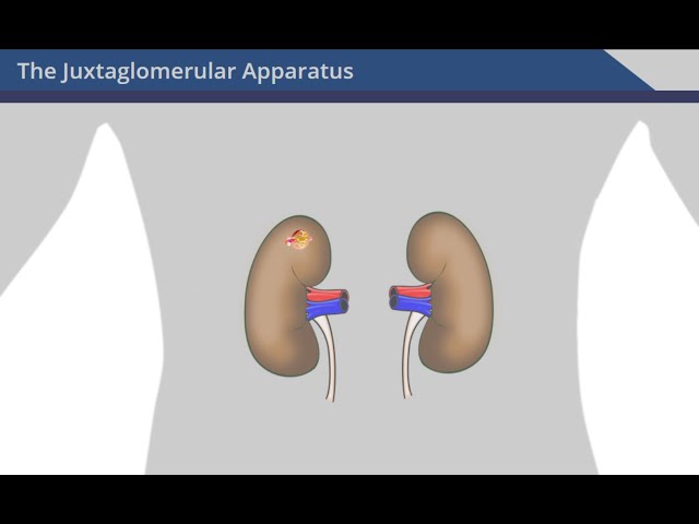 The Juxtaglomerular Apparatus