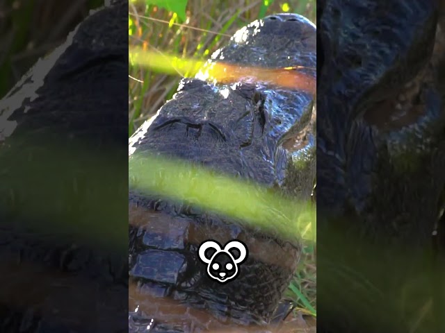 Filming An Alligator eating a Burmese Python!