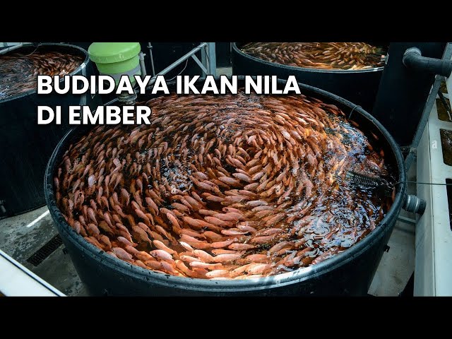 CARA MEMELIHARA IKAN NILA DI EMBER, MUDAH DAN HEMAT TEMPAT