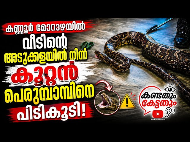 കണ്ണൂർ മോറാഴയിൽ വീടിൻ്റെ അടുക്കളയിൽ നിന്നും കൂറ്റൻ പെരുമ്പാമ്പിനെ പിടികൂടി