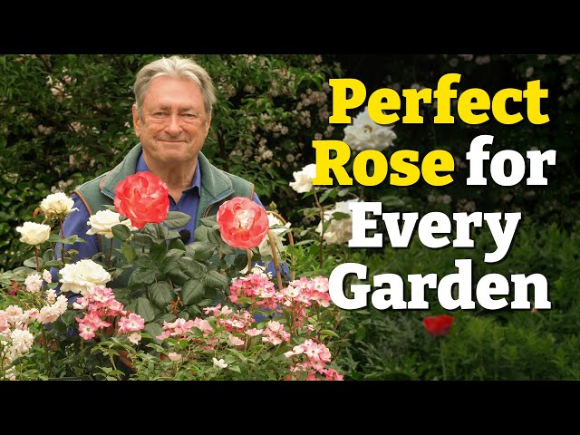 How to Choose the Perfect Rose for Your Garden | My Top 7 Tried-and-Tested Varieties