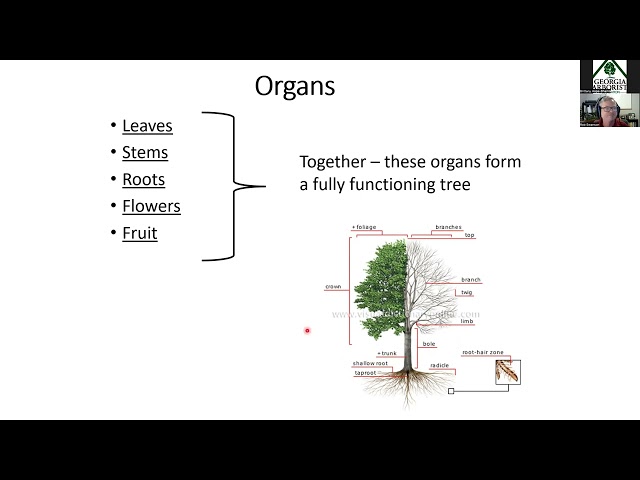 ISA Certified Arborist® Virtual Exam Prep Course (Fall 2023): Ch1 Biology/Ch9 Part 1 Support