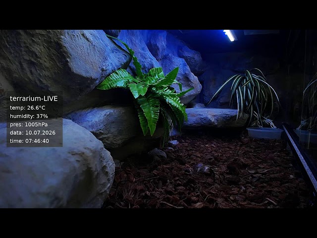 terrarium-LIVE 🔴 10/07/2026 🐍 Ball Python Regius Snake
