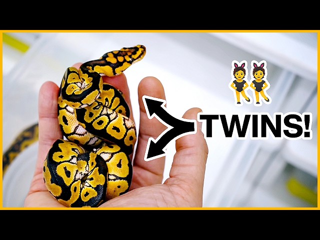 We Hatched Out TWINS! | Wednesday Vlog!