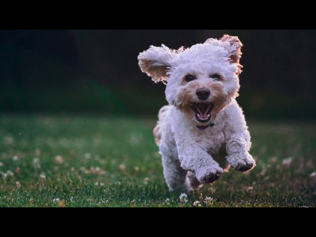 ❤️ Best happy & Fun Background - Good Morning Music ❤️