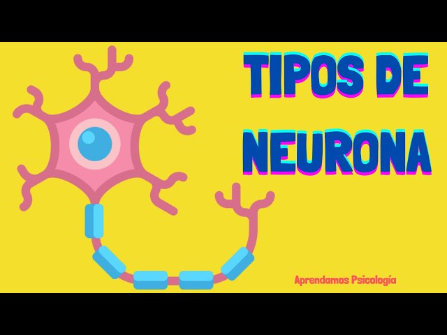 Qué Tipos de Neurona existen y Cuál es su función?