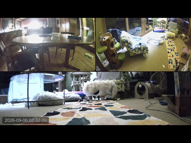 Kitten Academy Live Stream